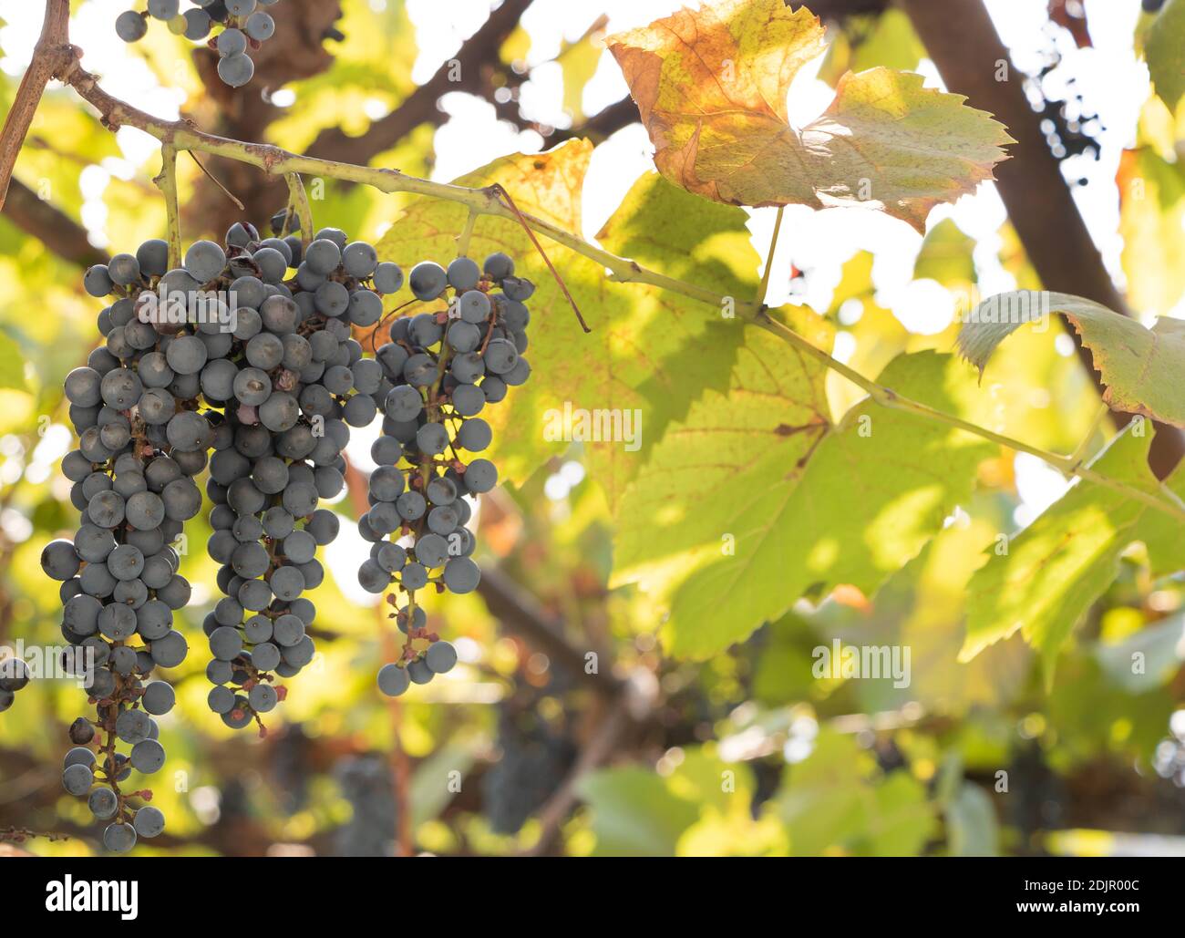 Small Grape Grapes For Wine, Grow In The Yard Stock Photo - Alamy