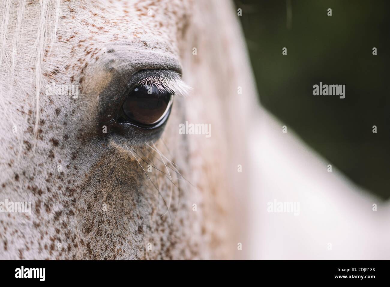 Arab mare, close-up Stock Photo
