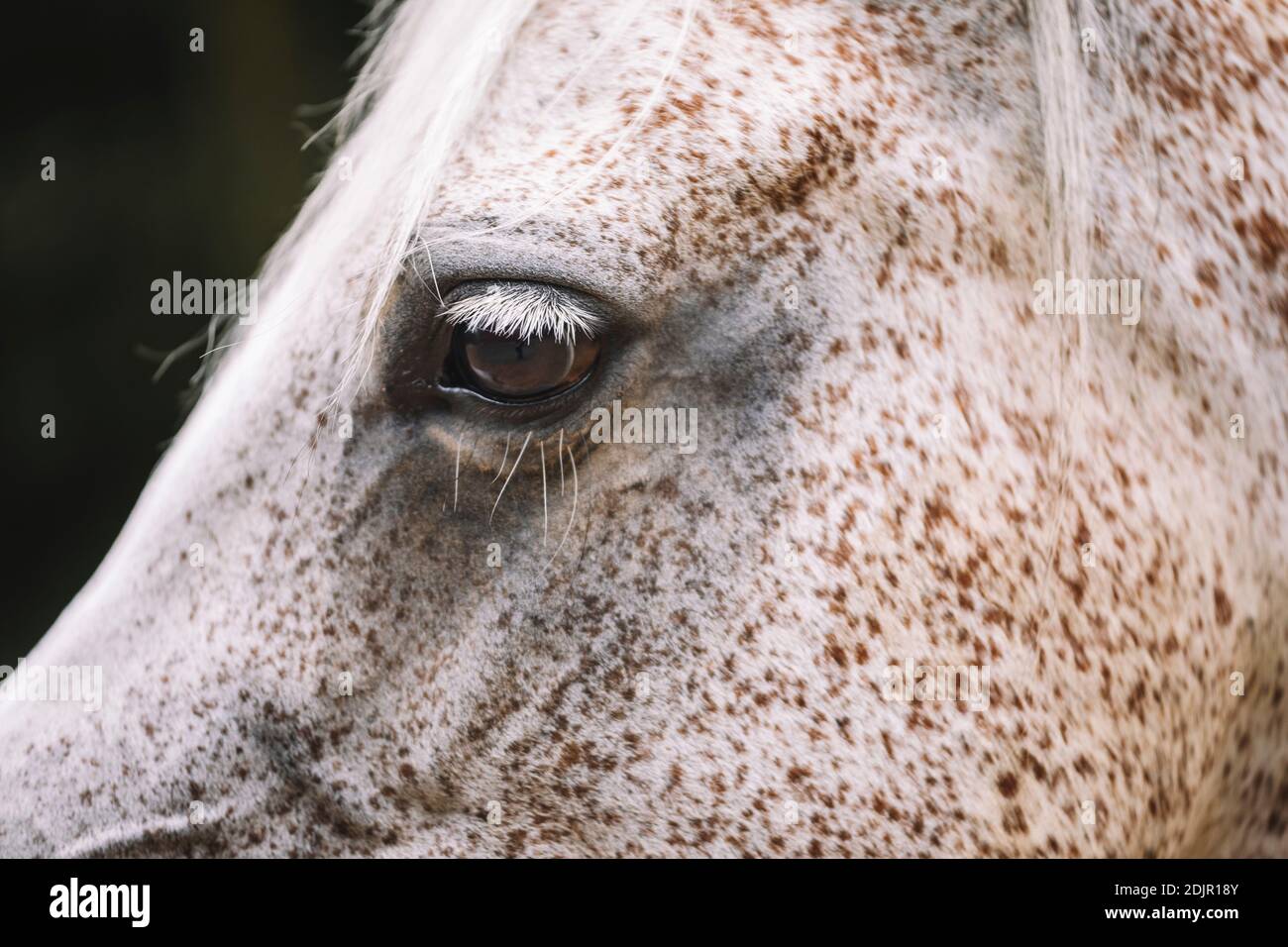 Arab mare, close-up Stock Photo