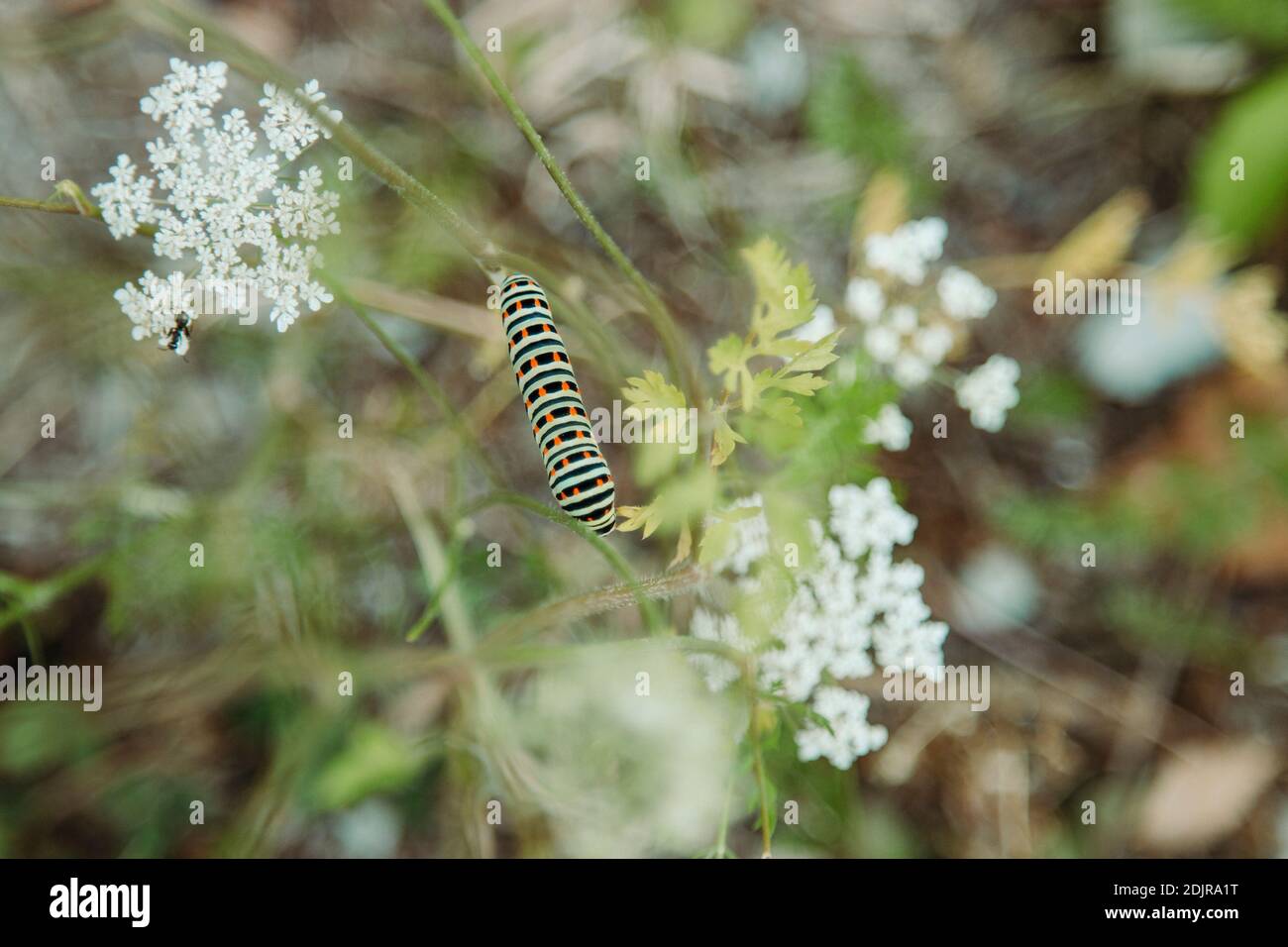 Wild carrot, swallowtail caterpillar, Papilio machaon, Teutoburg Forest