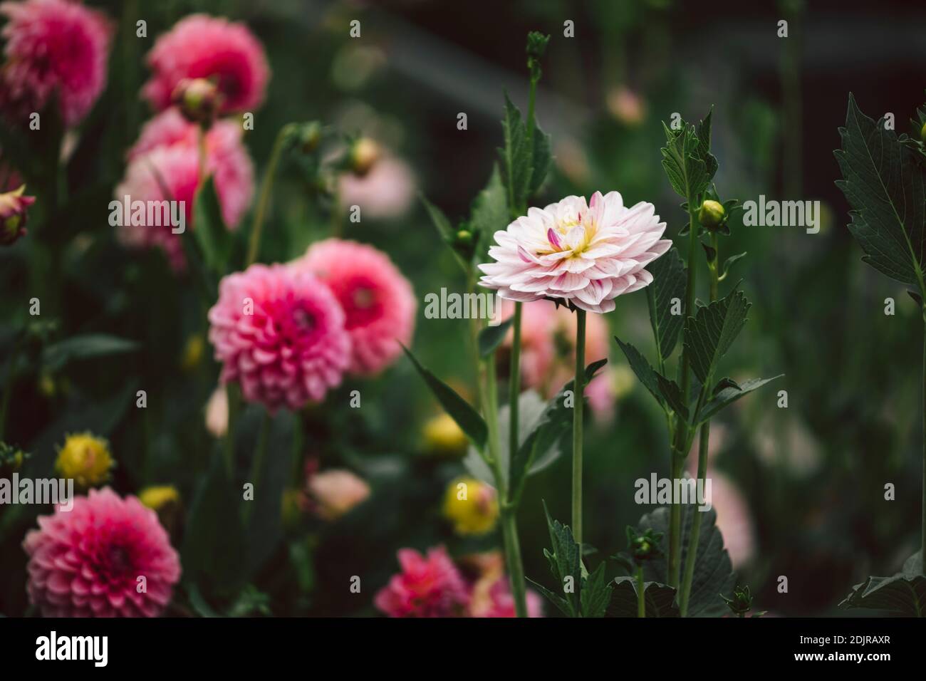 Flourish Dahlia High Resolution Stock Photography and Images - Alamy