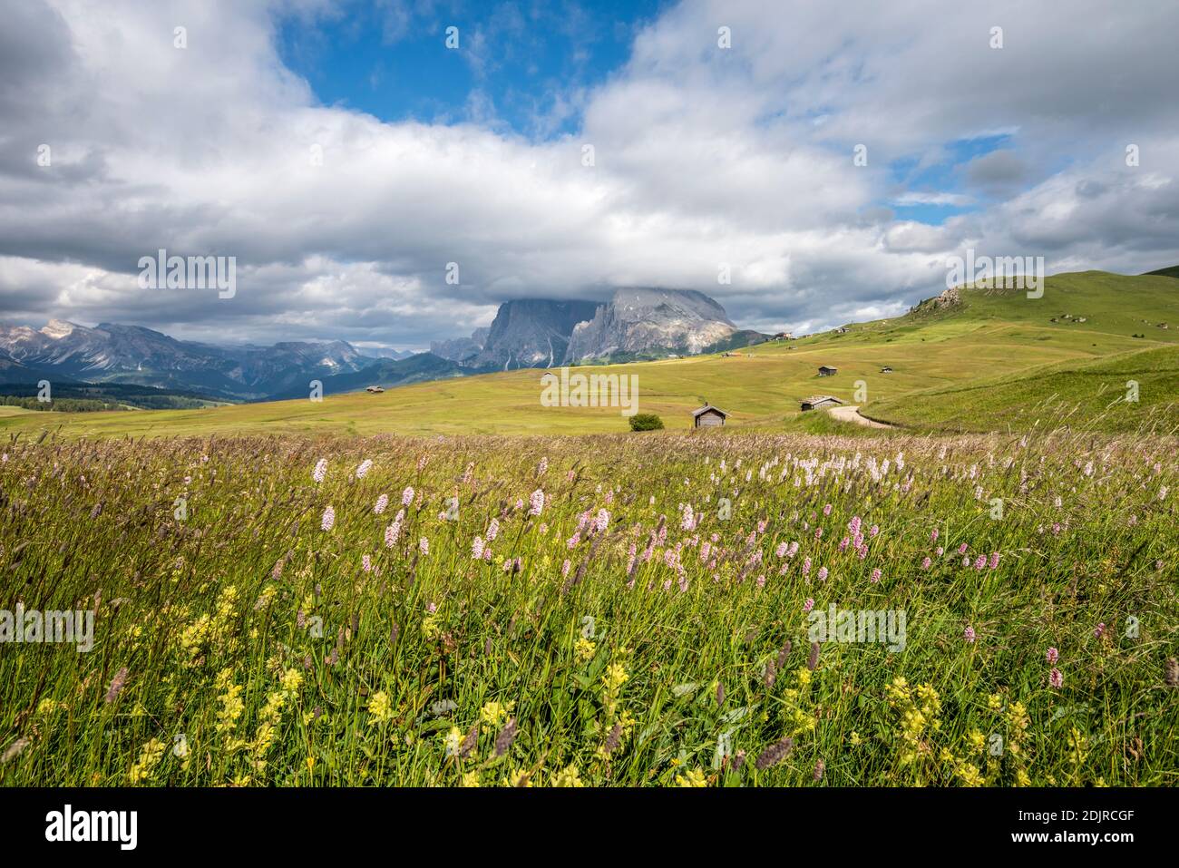 Seiser Alm, Castelrotto, South Tyrol, Bolzano Province, Italy. Flower meadow on the Alpe di Siusi, with the Sassolungo in the background Stock Photo