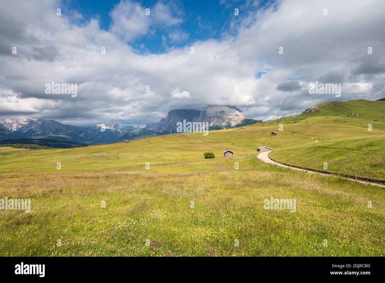 Seiser Alm, Castelrotto, South Tyrol, Bolzano Province, Italy. Flower meadow on the Alpe di Siusi, with the Sassolungo in the background Stock Photo