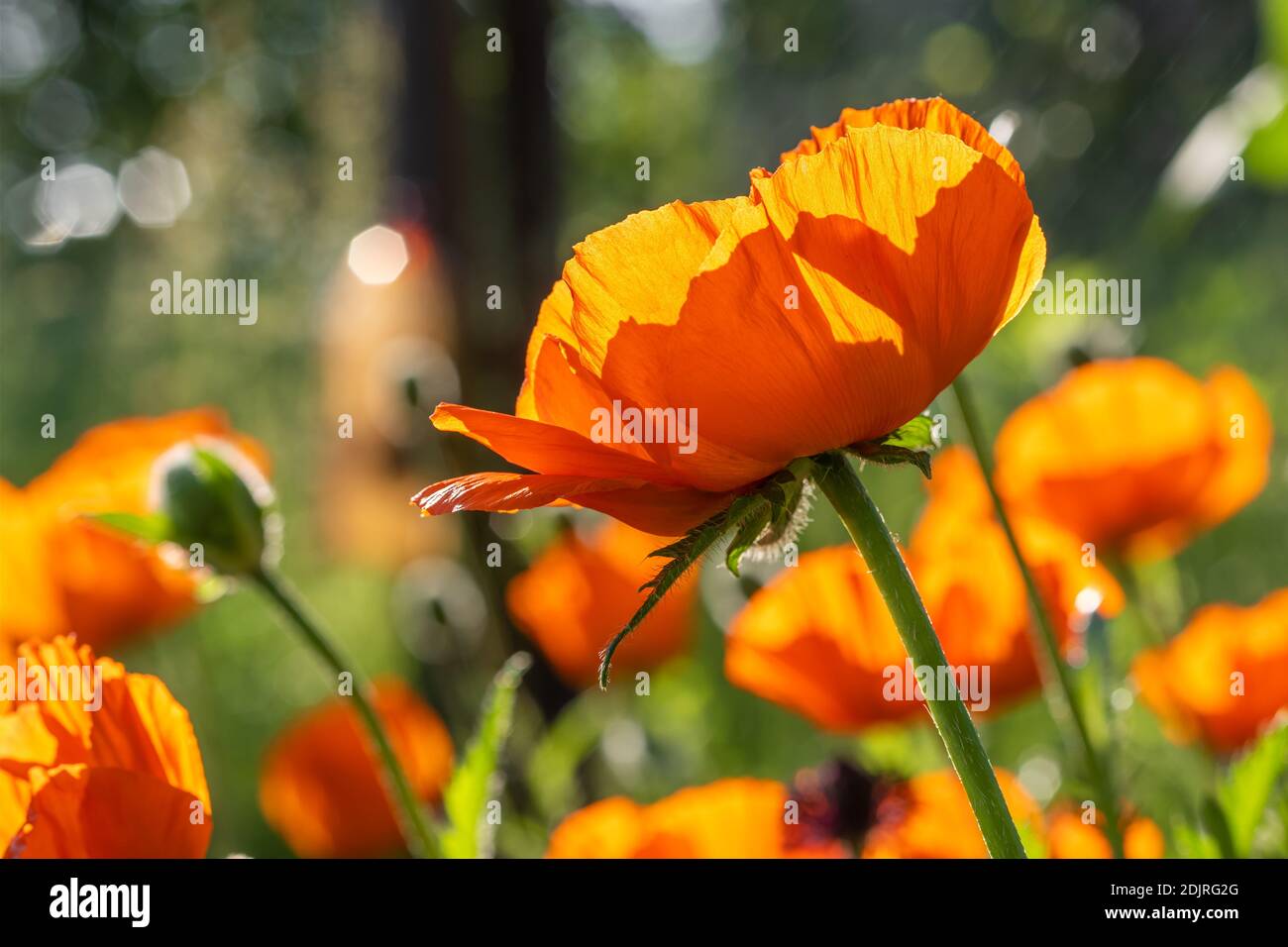 Poppy flowers close-up in green field Stock Photo
