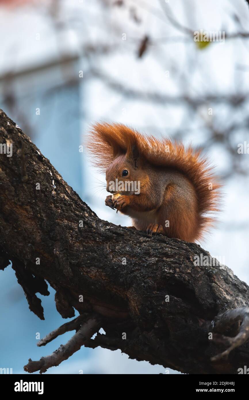 Squirrel in the wild eats food found on a tree Stock Photo