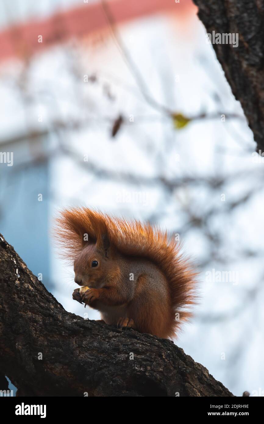Squirrel in the wild eats food found on a tree Stock Photo
