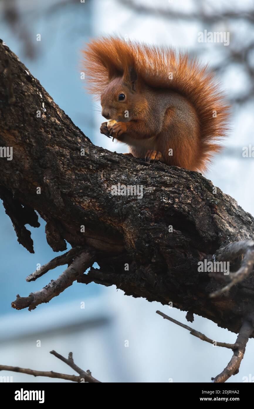 Squirrel in the wild eats food found on a tree Stock Photo