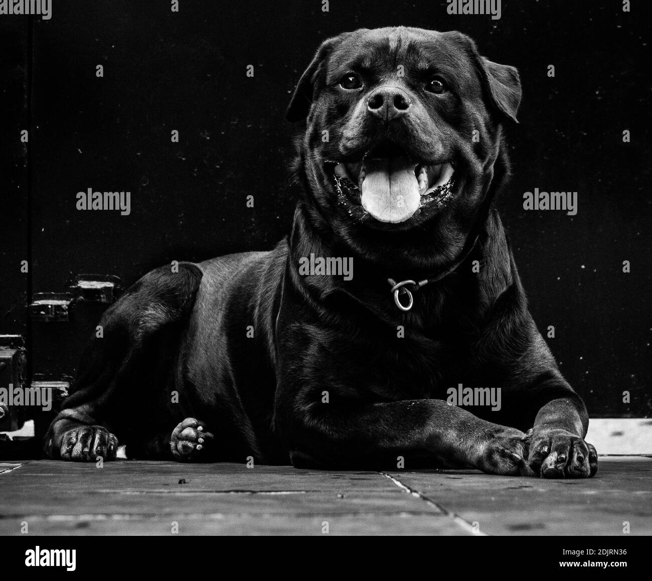 Brazil open dog hi-res stock photography and images - Alamy