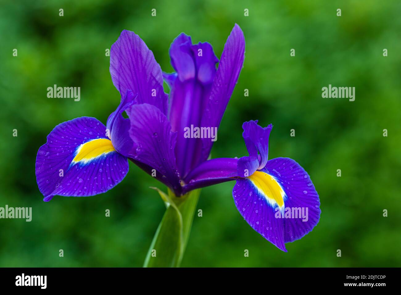 Blue Iris Flower Floral Still Life Stock Photo Alamy