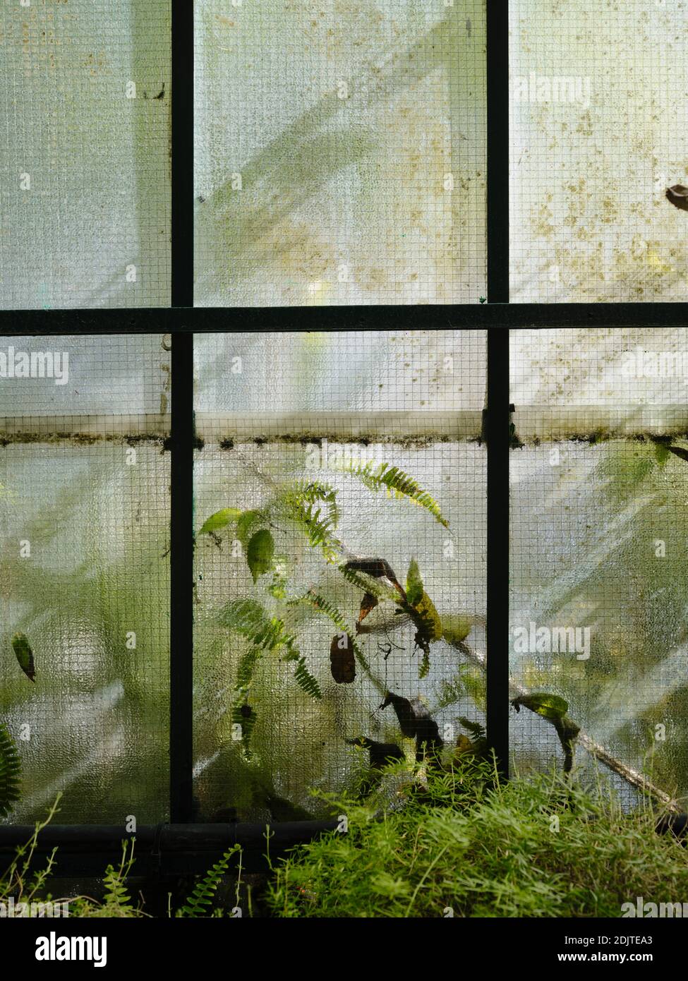 Plants pressed up against window Stock Photo