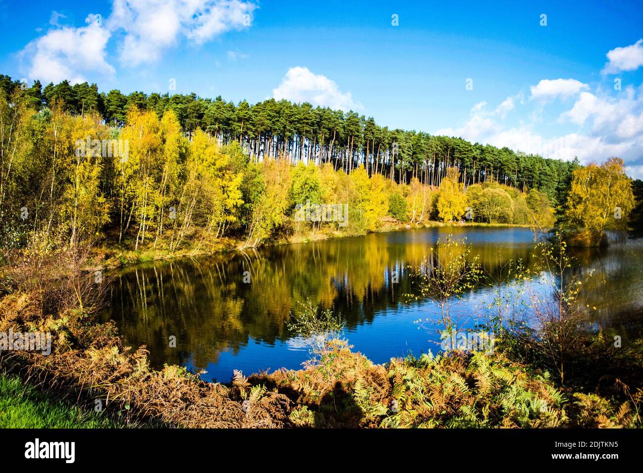 Scenic View Of Lake By Trees In Forest Against Sky Stock Photo