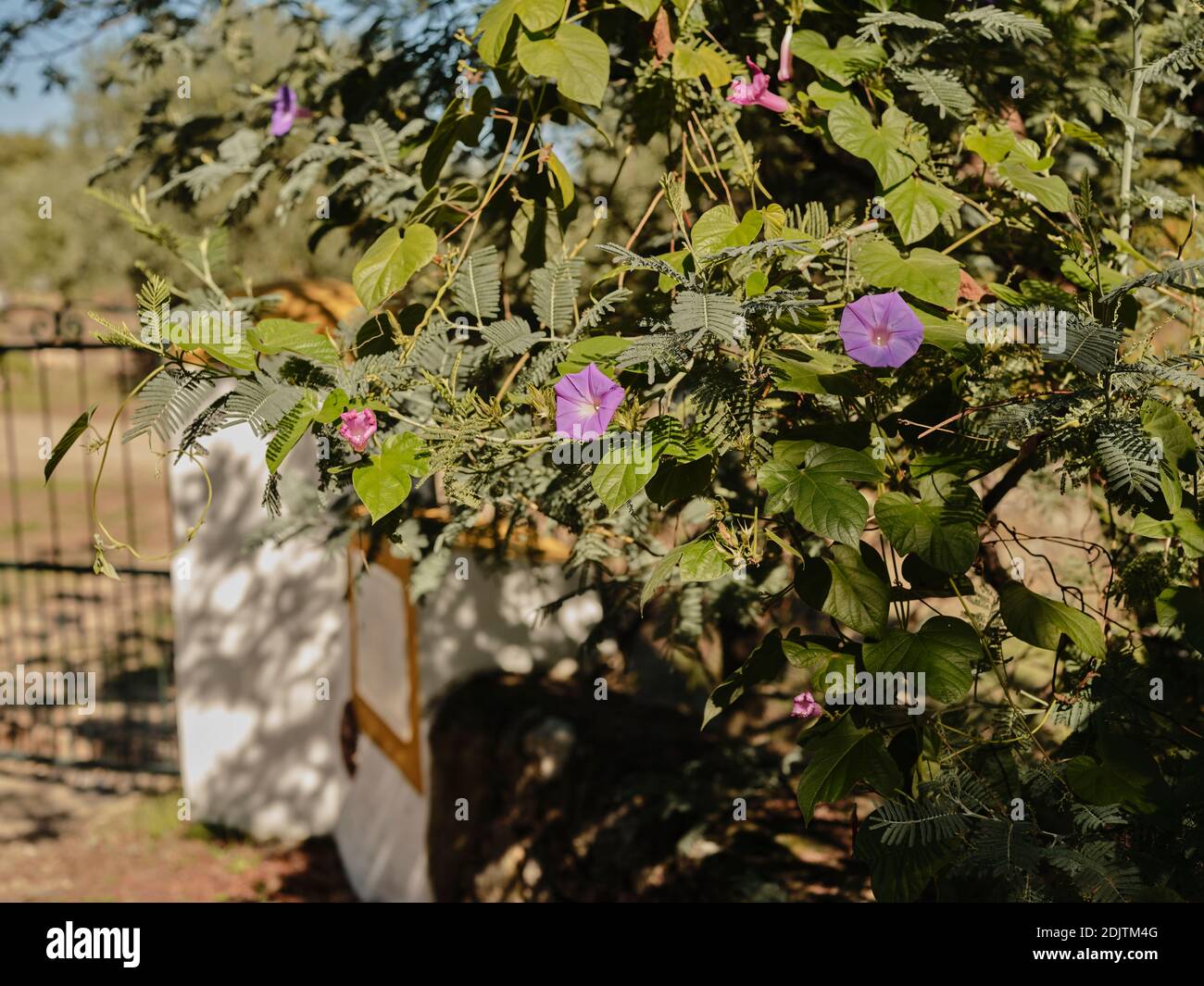 Morning glory flowers in Portuguese countryside Stock Photo