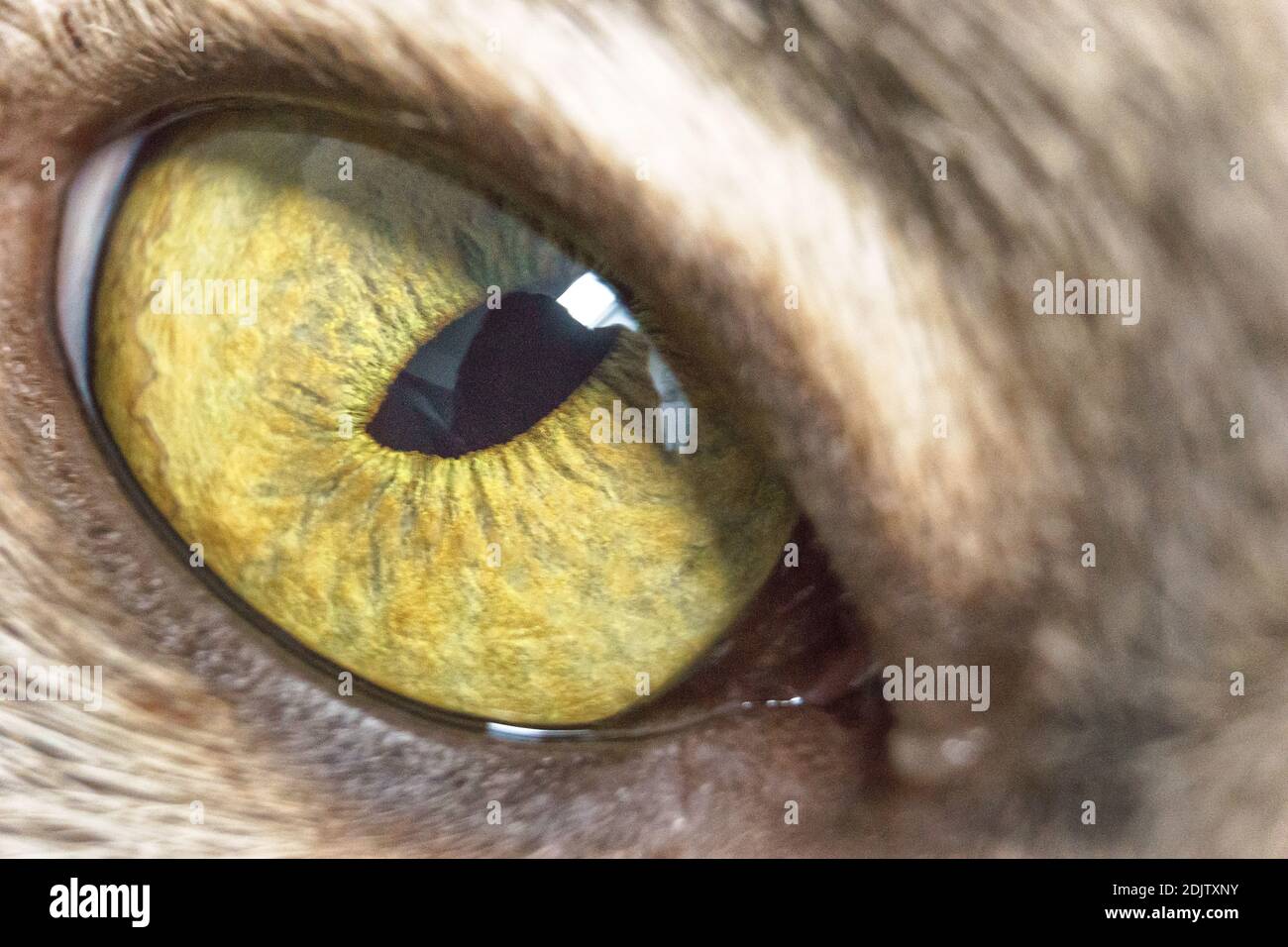 Detail of a yellow cat eye Stock Photo