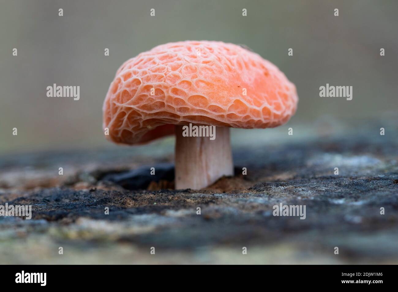 Wrinkled peach mushroom hi-res stock photography and images - Alamy