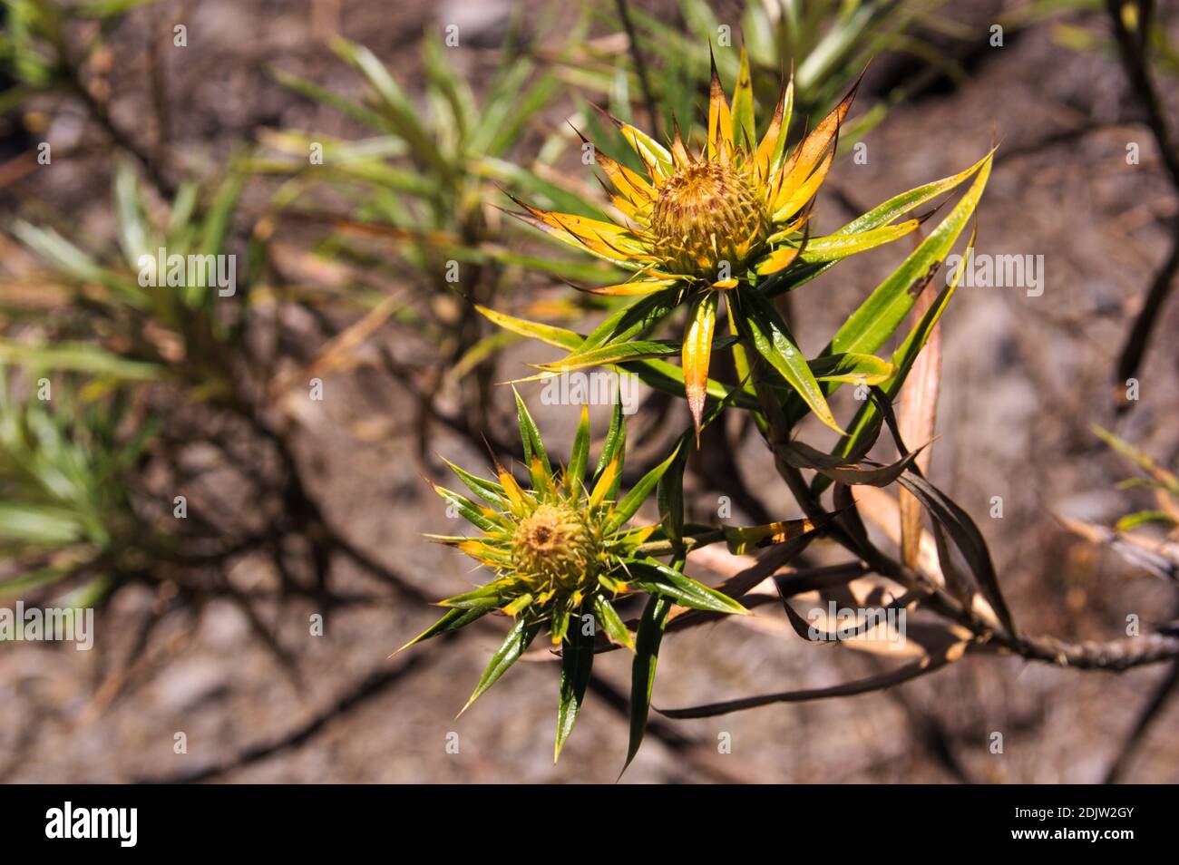 Image of some branches with flowers of a carlina salicifolia, an endemic species of Macaronesia found on the island of La Gomera, in the Canary Island Stock Photo