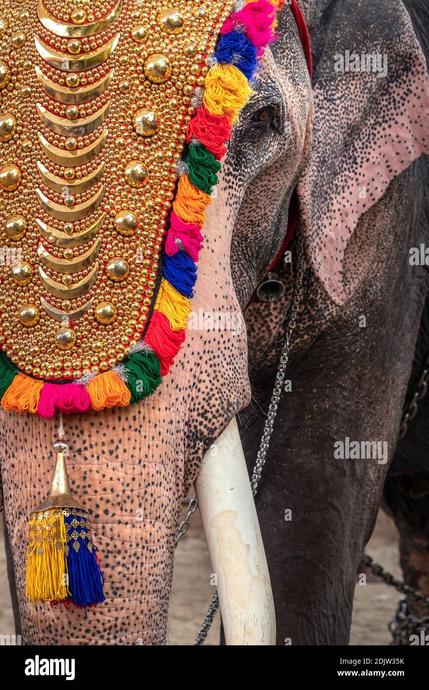 Decorated elephant at temple festival close up in Kerala, India Stock Photo
