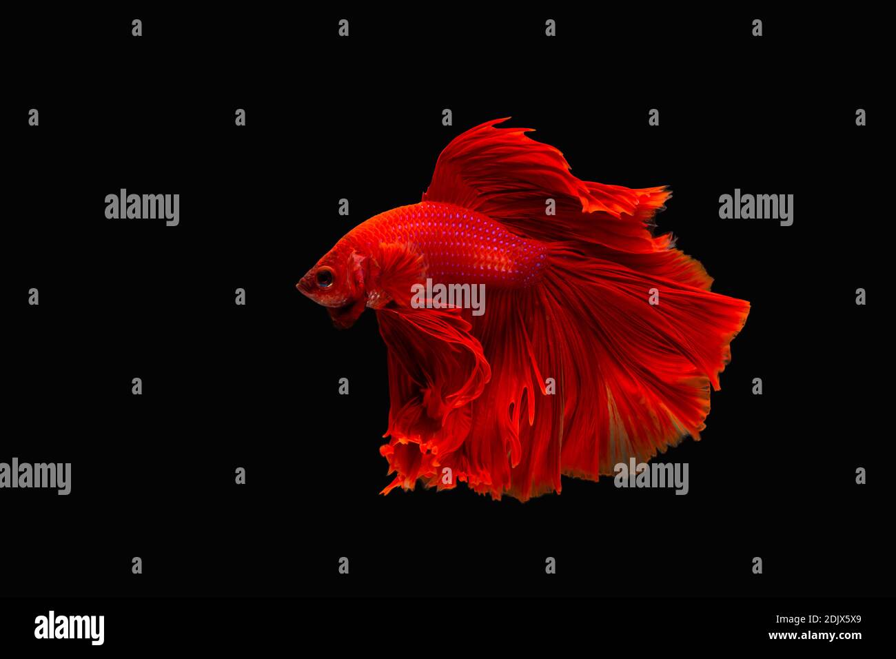 Super red betta hi-res stock photography and images - Alamy