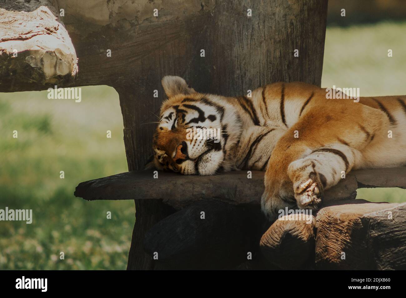 A beautiful portrait of a cute large tiger sleeping on a rock piece under a tree shadow Stock Photo