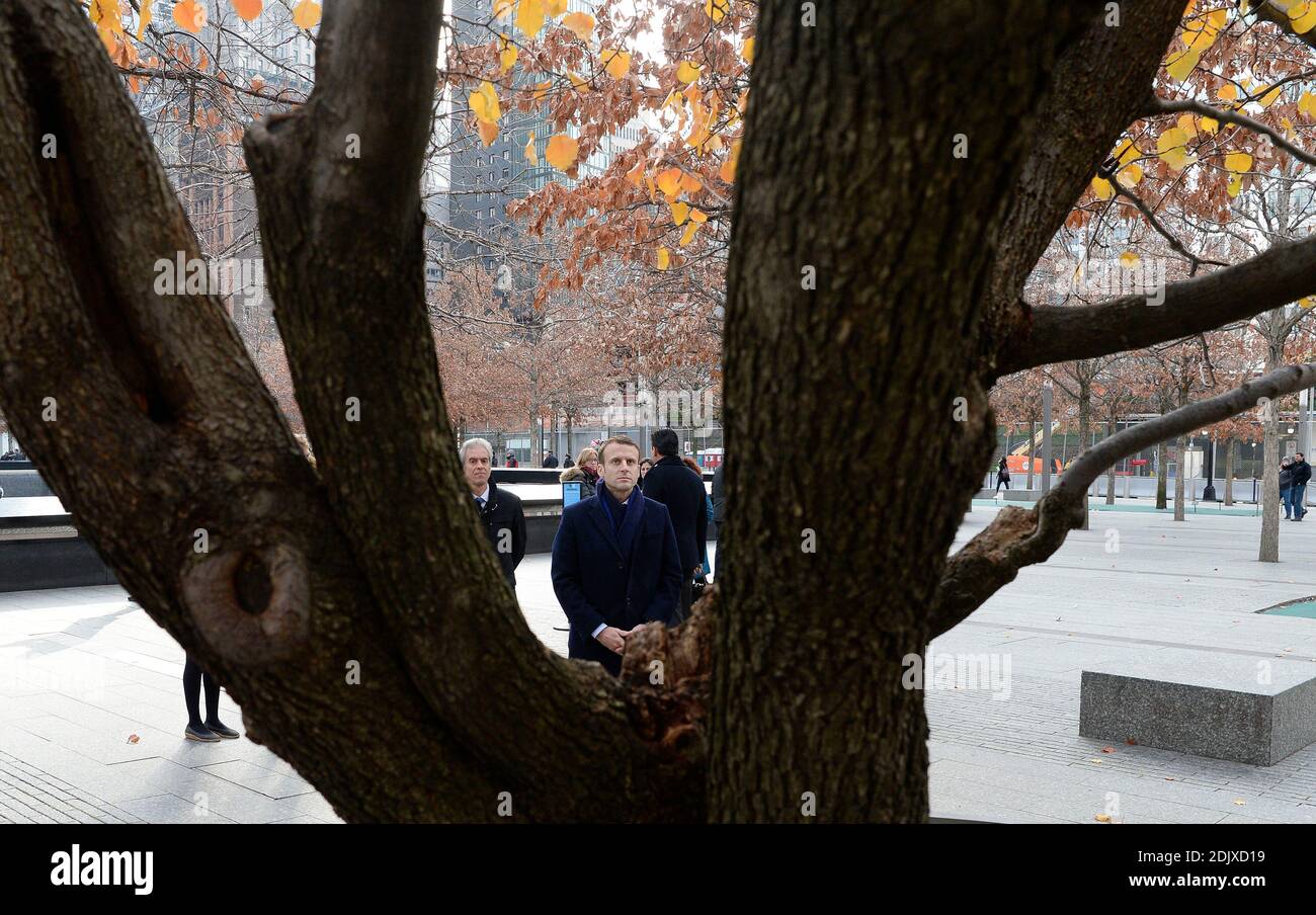 Survivor Tree – New York, New York - Atlas Obscura