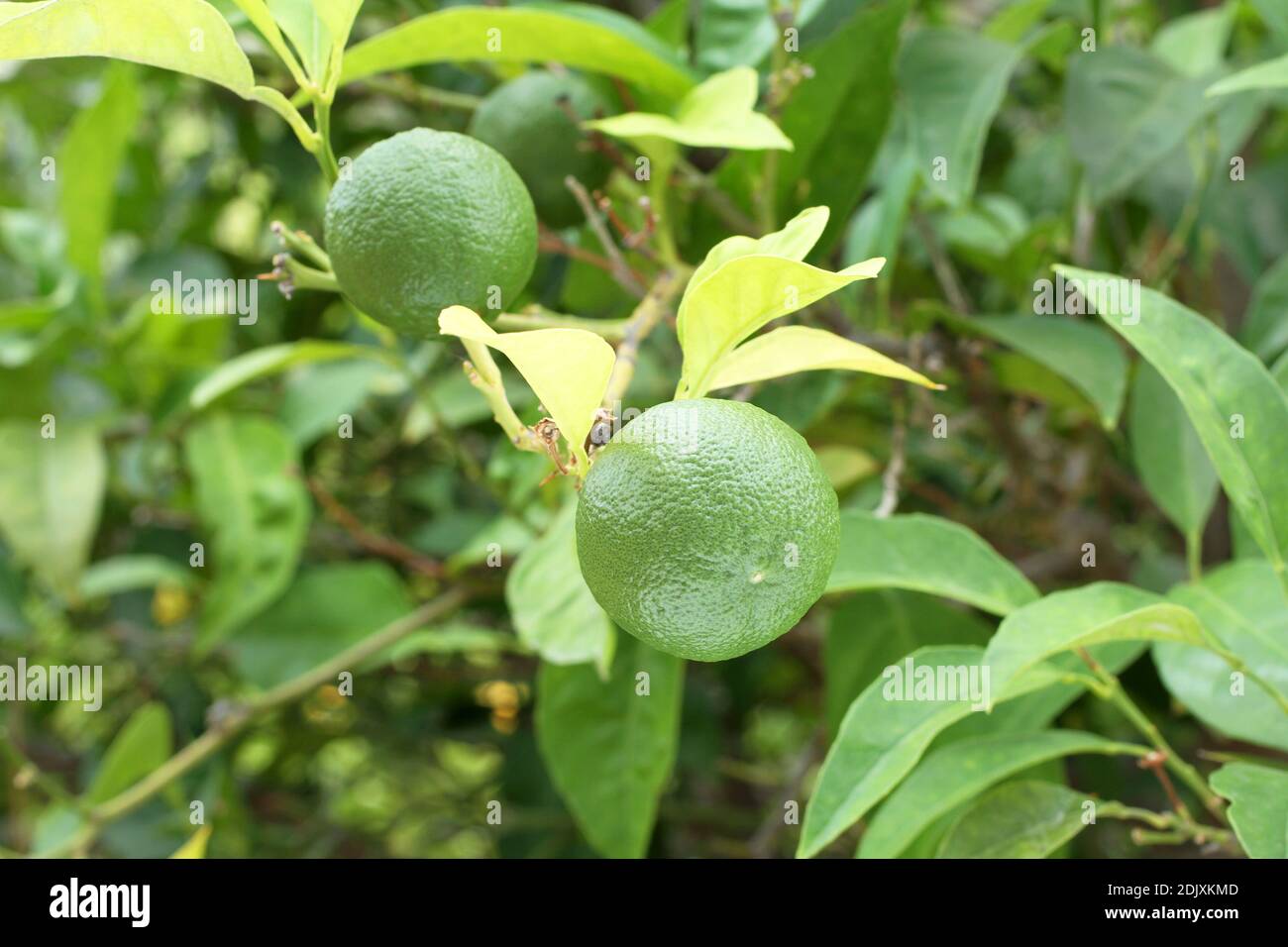 Immature green Yuzu fruit on Japanese lemon bush. Closeup. Day light Stock Photo
