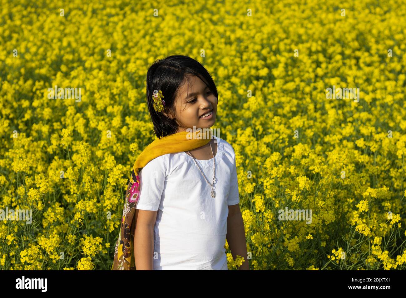Yellow Mustard Flower Field Stock Photo 
