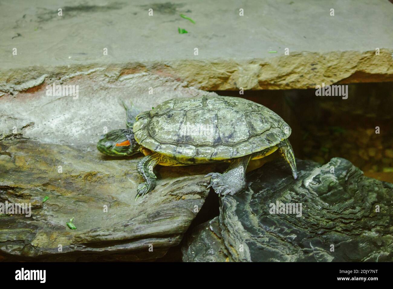 Trachemys Scripta Is On A Rock A Freshwater Turtle Is Native To North America. Stock Photo