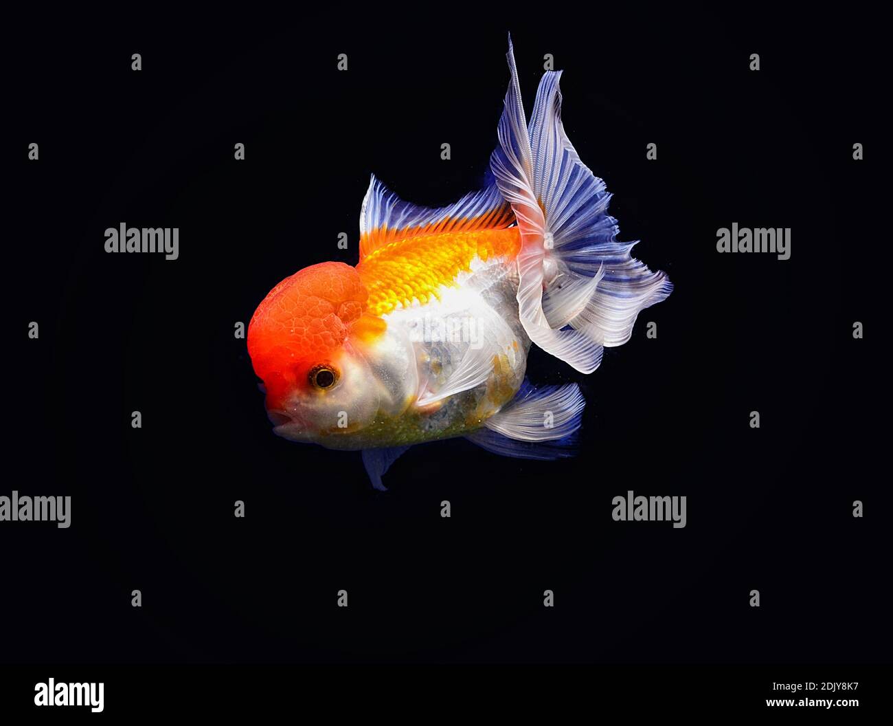 770 Background Aquarium Ikan Mas Koki Terbaik
