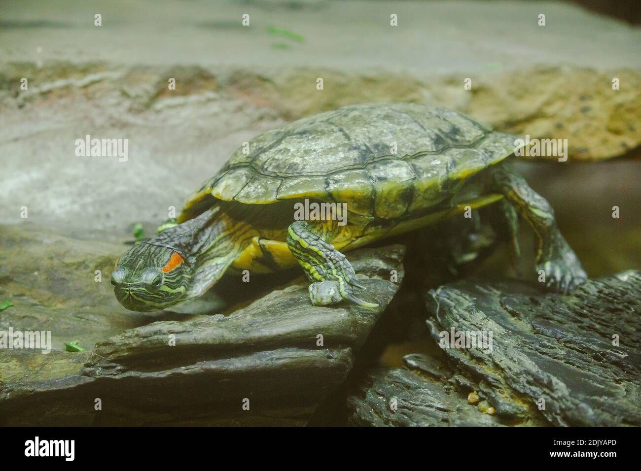 Trachemys Scripta Is On A Rock A Freshwater Turtle Is Native To North America. Stock Photo