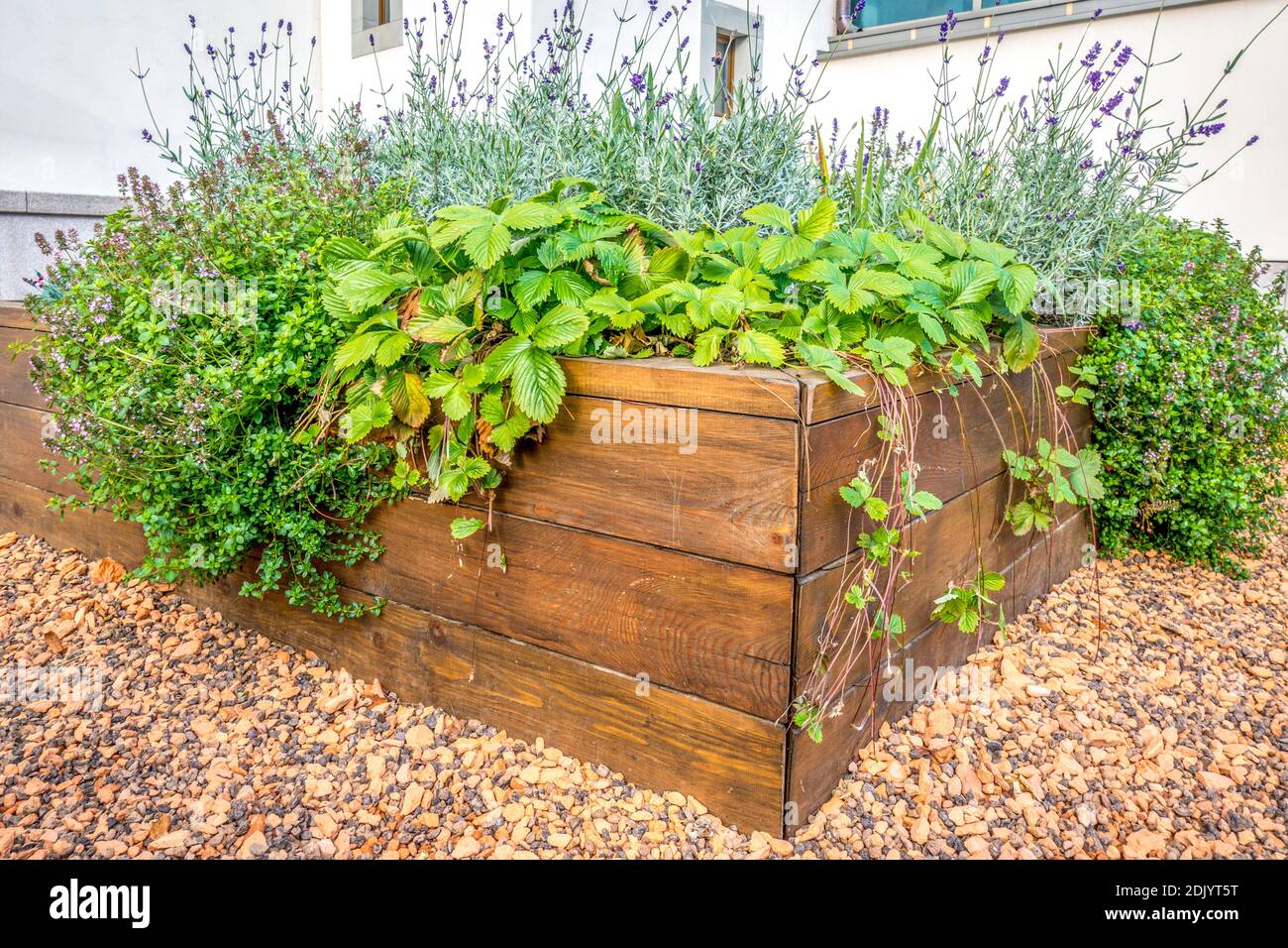 Raised beds chard hires stock photography and images Alamy