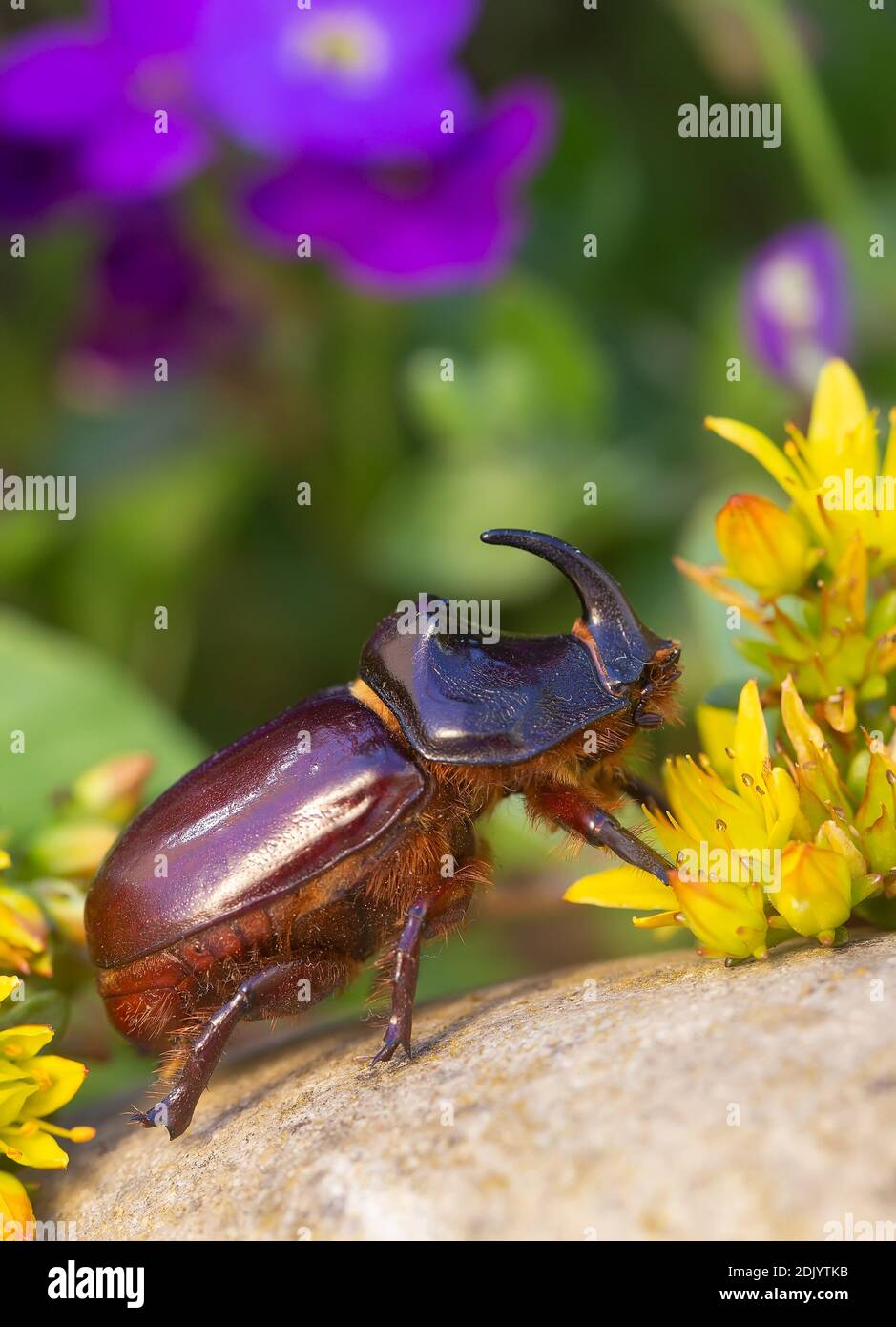 Rhinoceros Beetle - Arthropoda Stock Photo