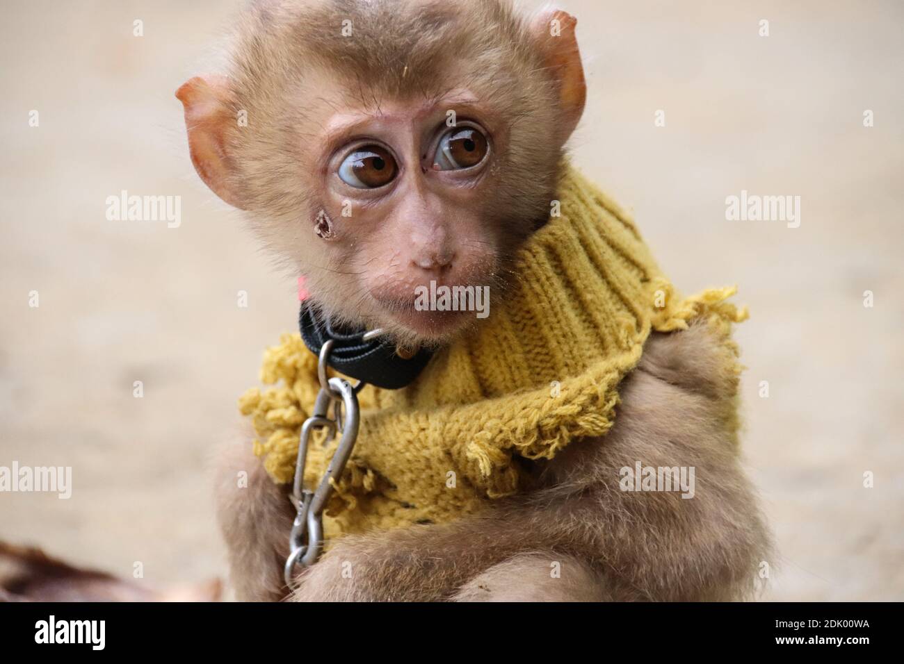 Chained Monkey Pet Vietnam Hi Res Stock Photography And Images Alamy
