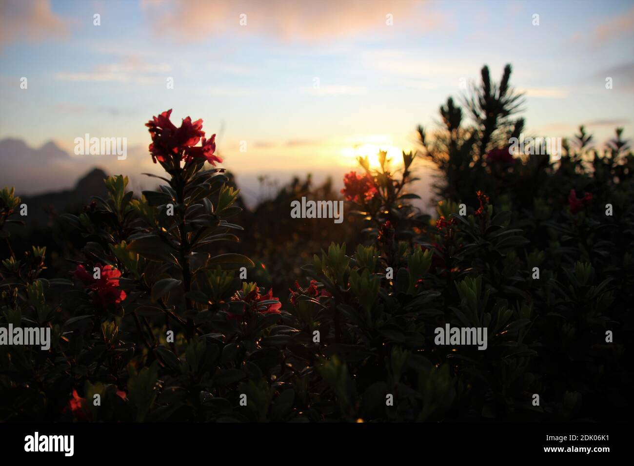 Alpine rose, sunset mood on the Gamsanger Stock Photo