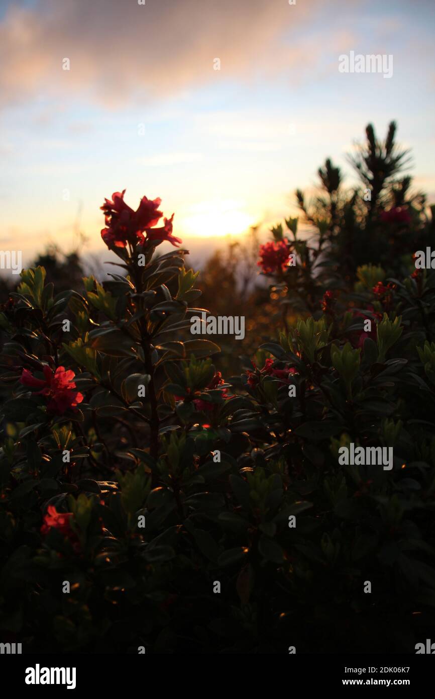 Alpenrose, sunset mood on the Gamsanger Stock Photo