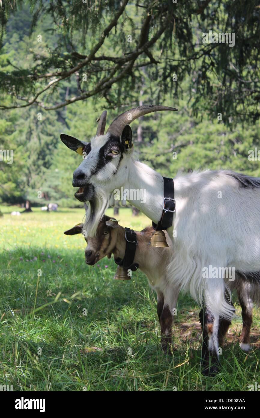 Mother goat with young animal, mountain meadow, herd of goats, graze, edge of forest, Germany, Bavaria, Upper Bavaria, Stock Photo
