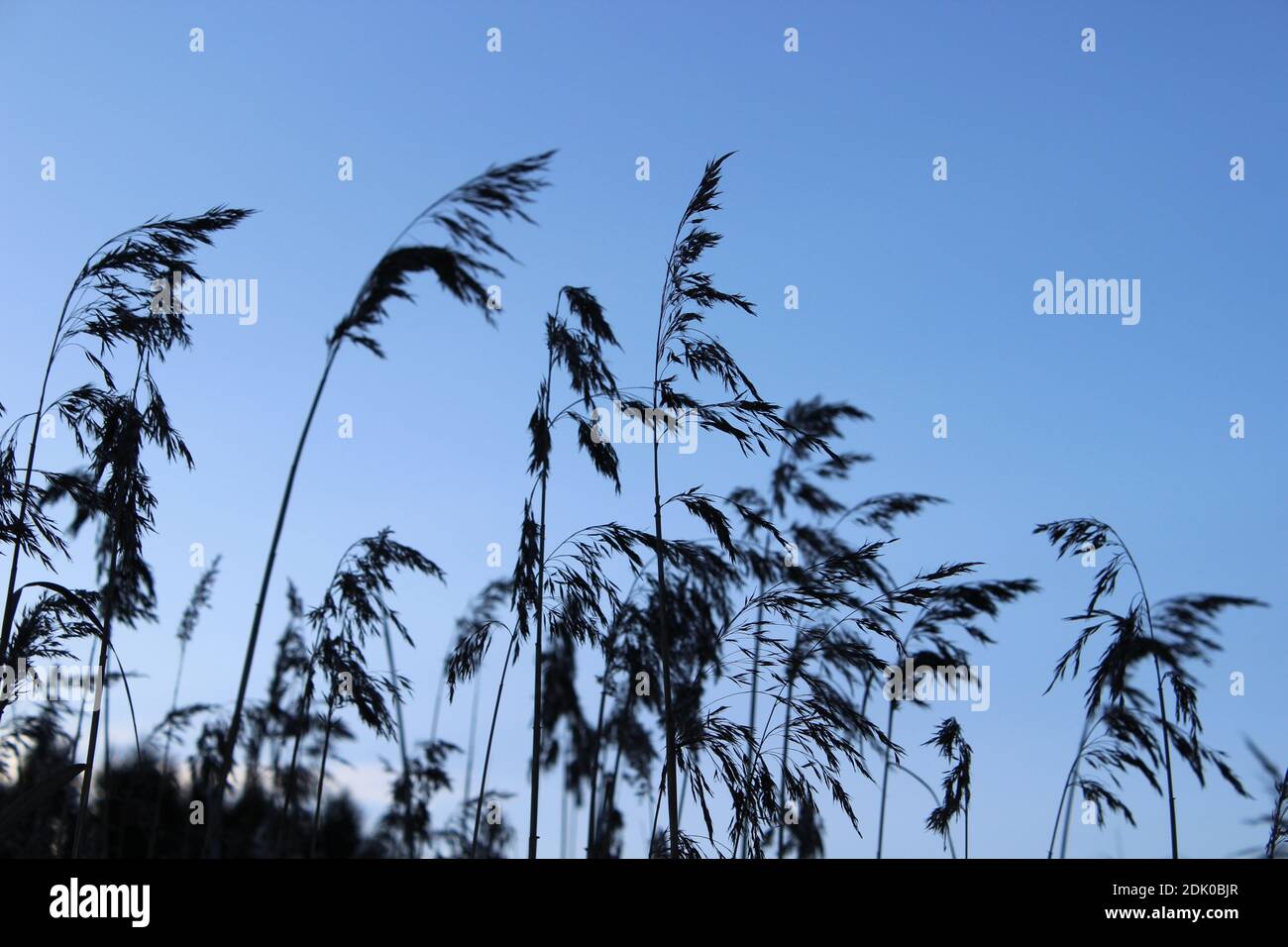 Reeds on waterfront hi-res stock photography and images - Alamy