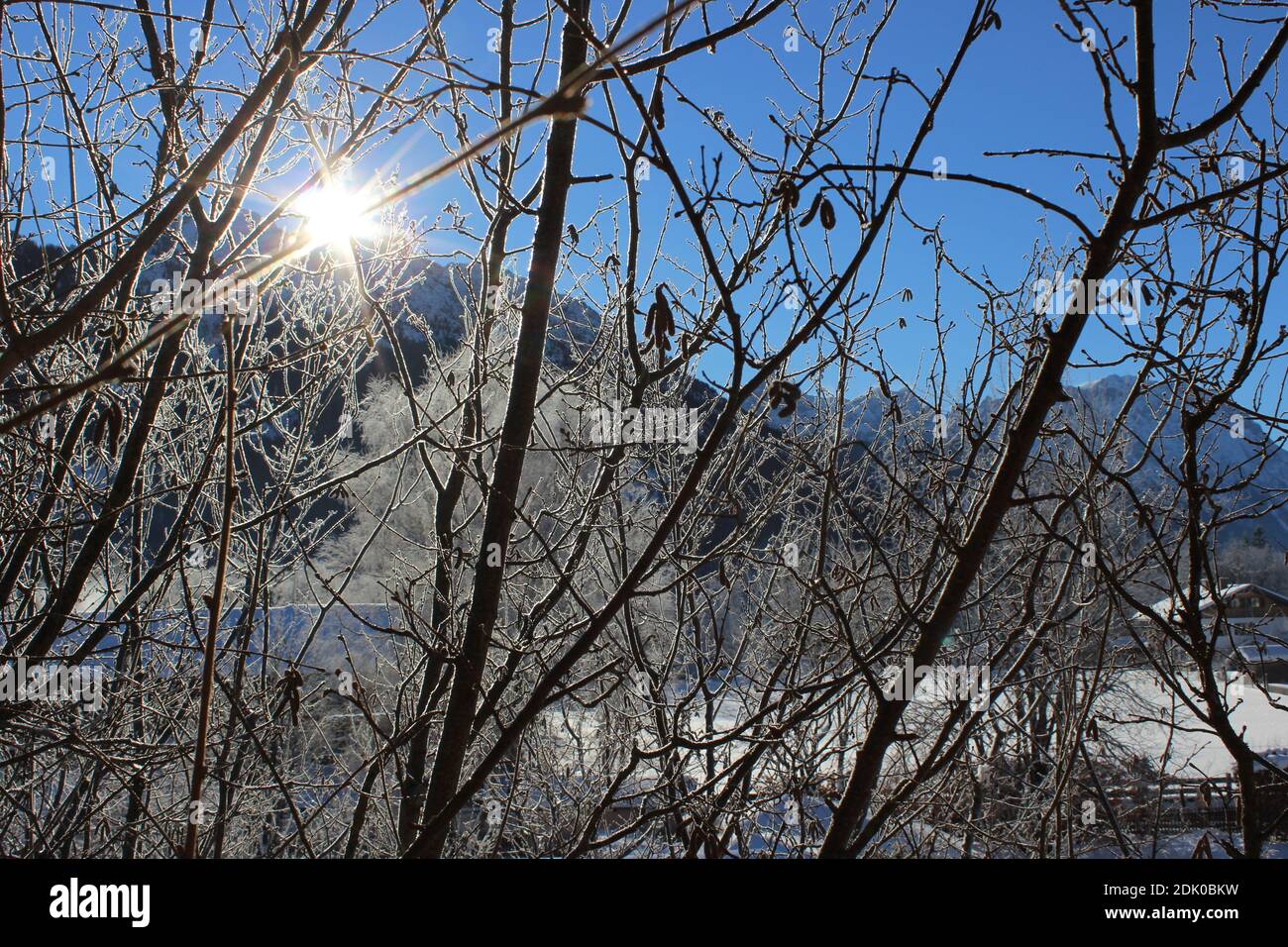 Frost branches hi-res stock photography and images - Alamy
