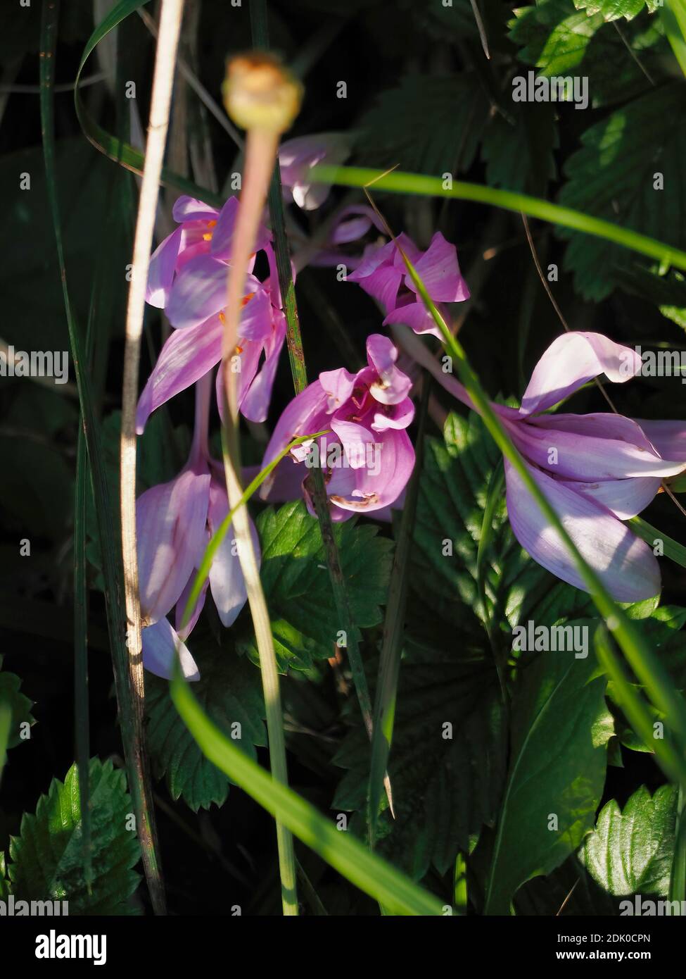 A selective focus of the beautifully blossomed purple flowers in a ...