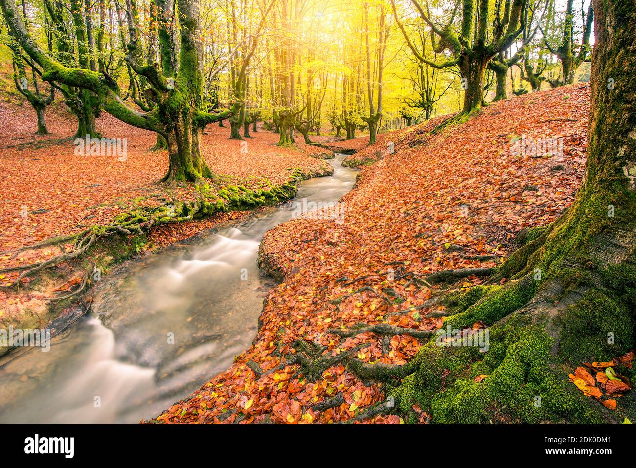 autumn green beech forest otzarreta river Stock Photo