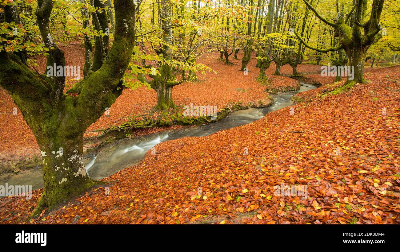 autumn green beech forest otzarreta river Stock Photo