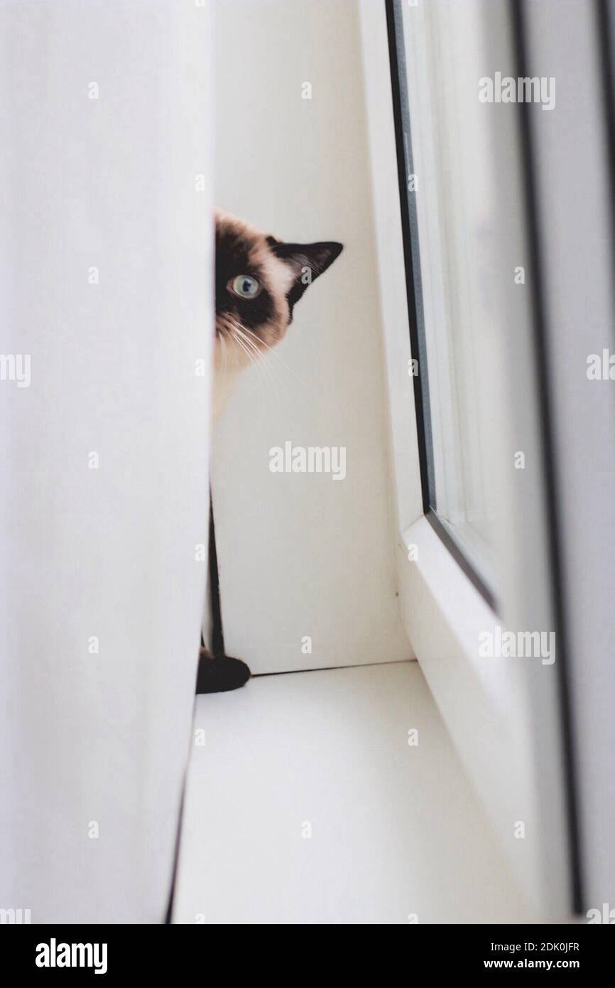 Portrait Of A Cat Hiding Behind Curtain Stock Photo Alamy