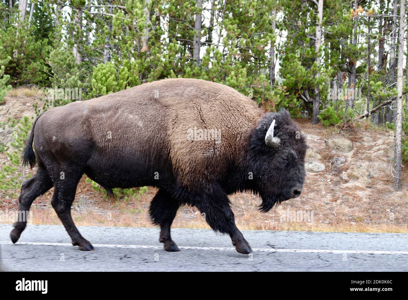 Side View Of American Bison Walking On Road Stock Photo - Alamy