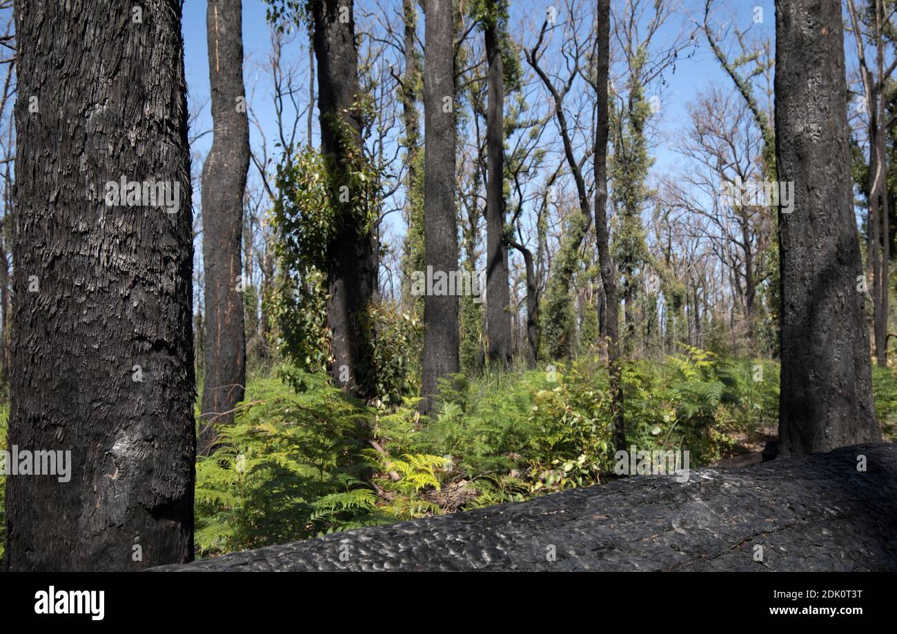 Regrowth in a eucalyptus forest one year after severe bushfires swept across the high county in Victoria, Australia. Stock Photo