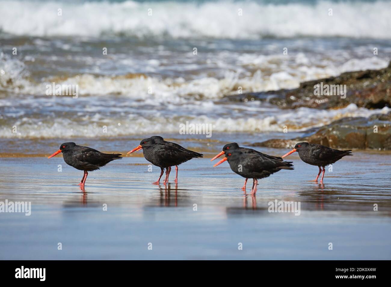 Variable oystercatchers in a line Stock Photo