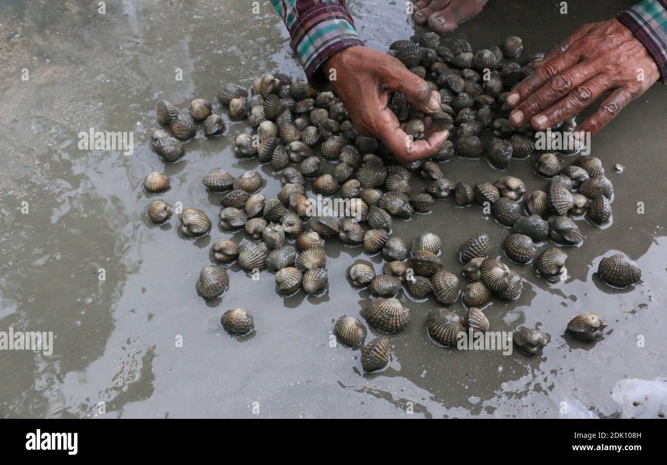 Closeup Of Man Holding Cockles At Beach Stock Photo Alamy