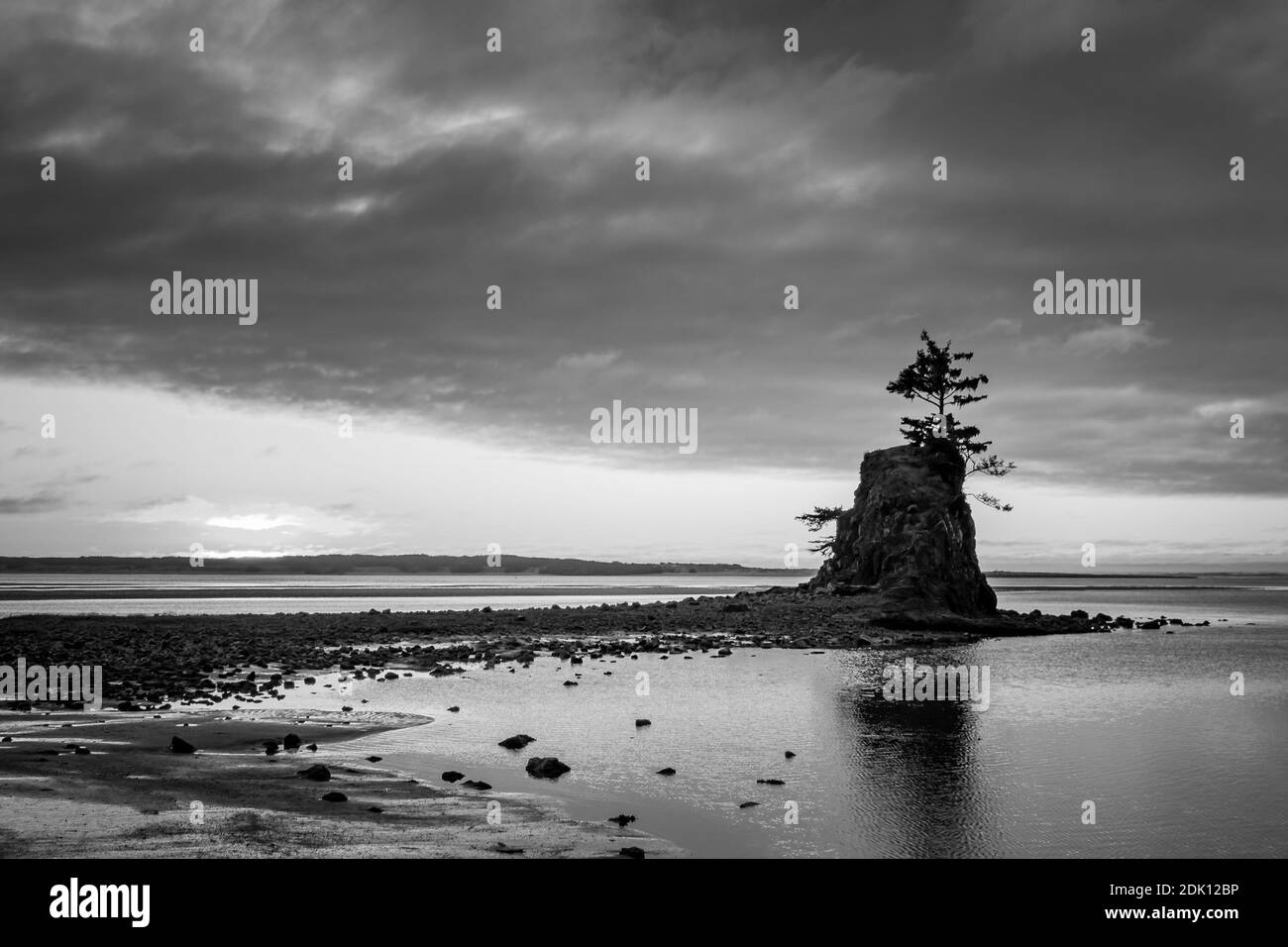 A grayscale shot of a tree on a small cliff in the middle of the water at Siletz Bay Stock Photo