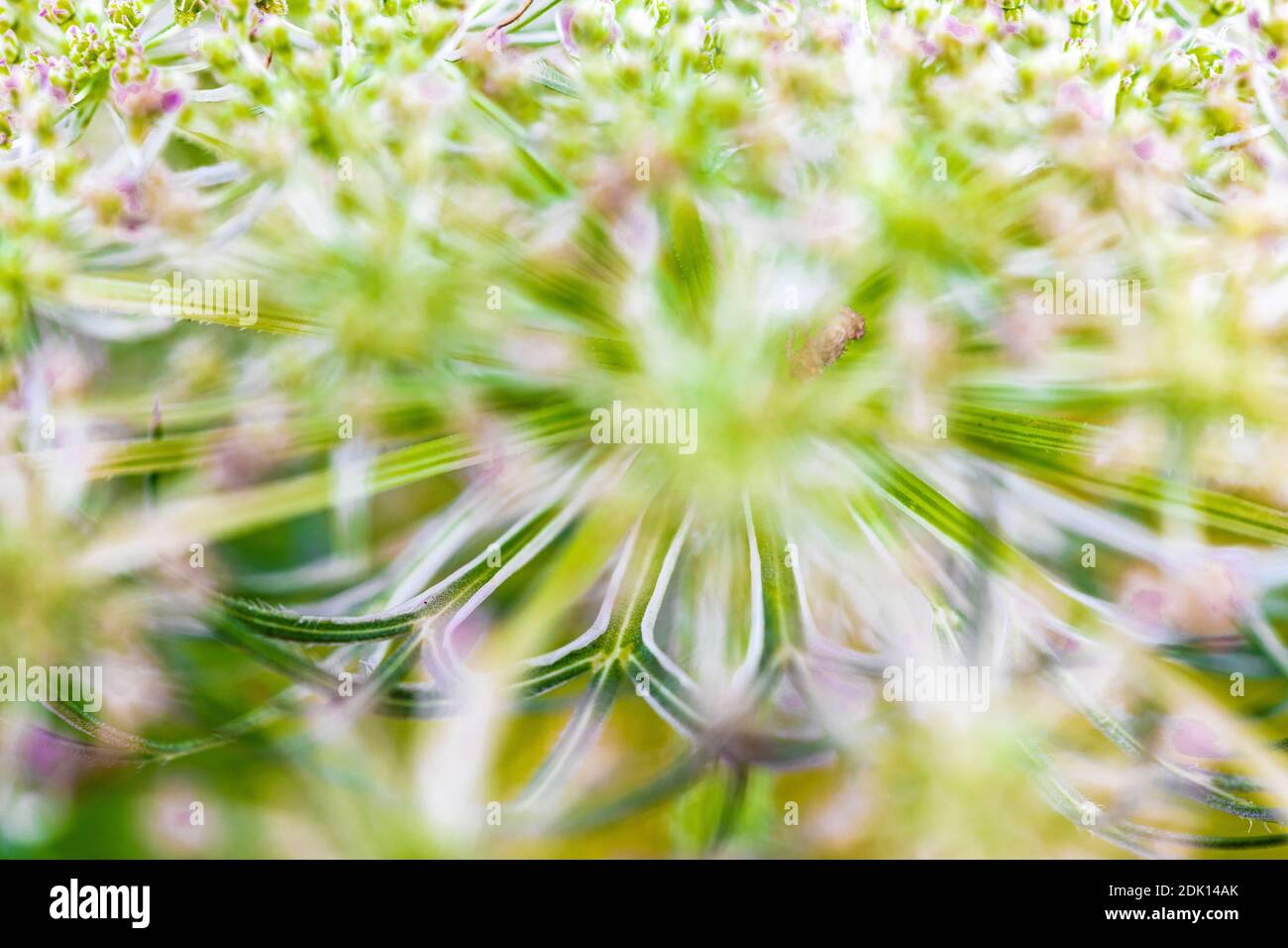 Celery lovage, Alpine lovage (Ligusticum mutellina), inflorescence Stock Photo