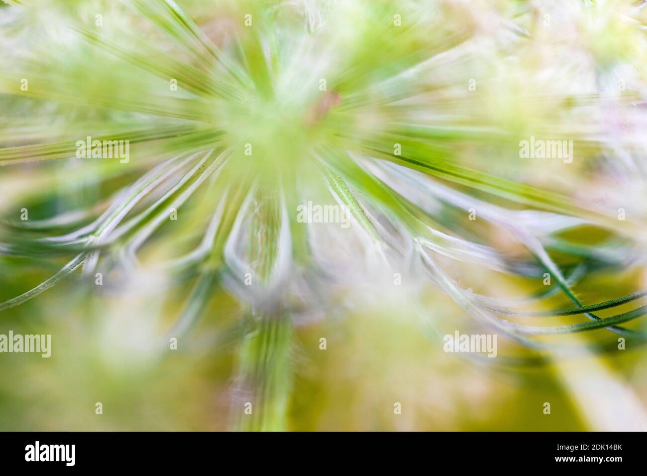 Celery lovage, Alpine lovage (Ligusticum mutellina), inflorescence Stock Photo