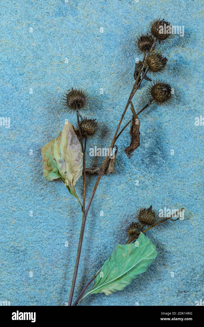 Withered thistle plant, still life Stock Photo