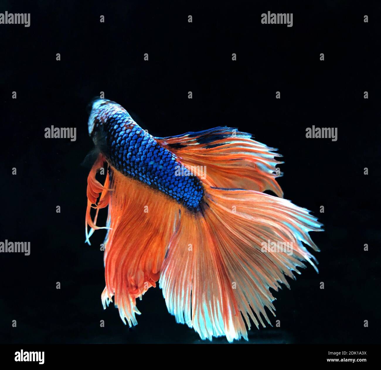 Thai Betta Fish, Blue-tailed Orange, With A Black Background Stock