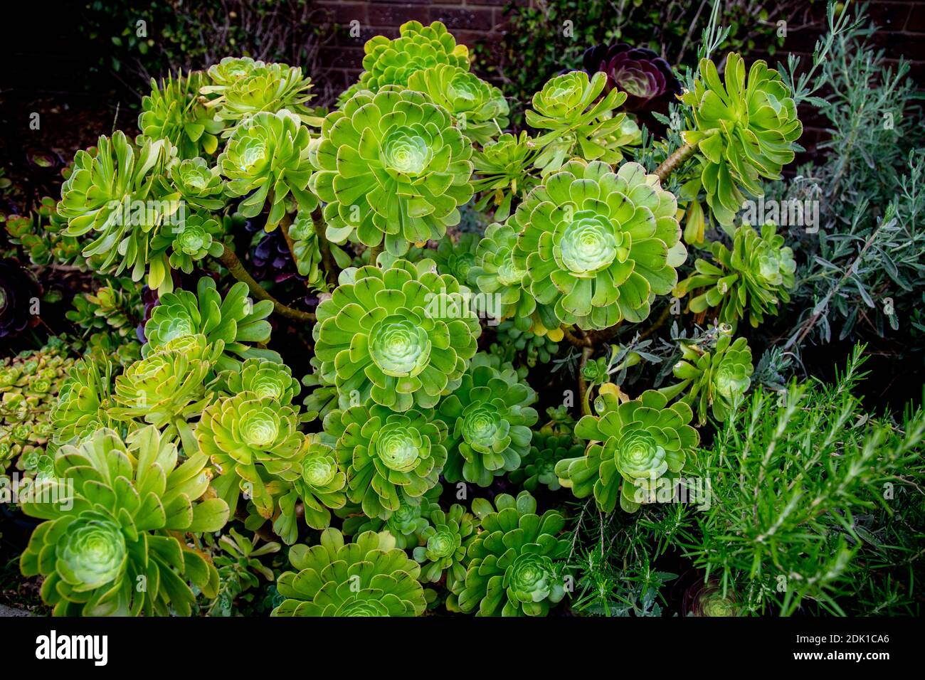 Aeonium Undulatum, Ornamental Succulents. Stock Photo